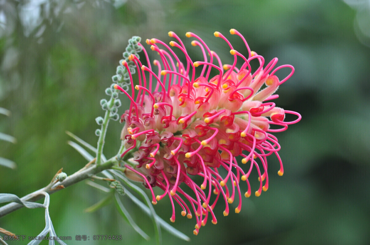 红花银桦 山龙眼科 澳洲 行道树 花草 生物世界