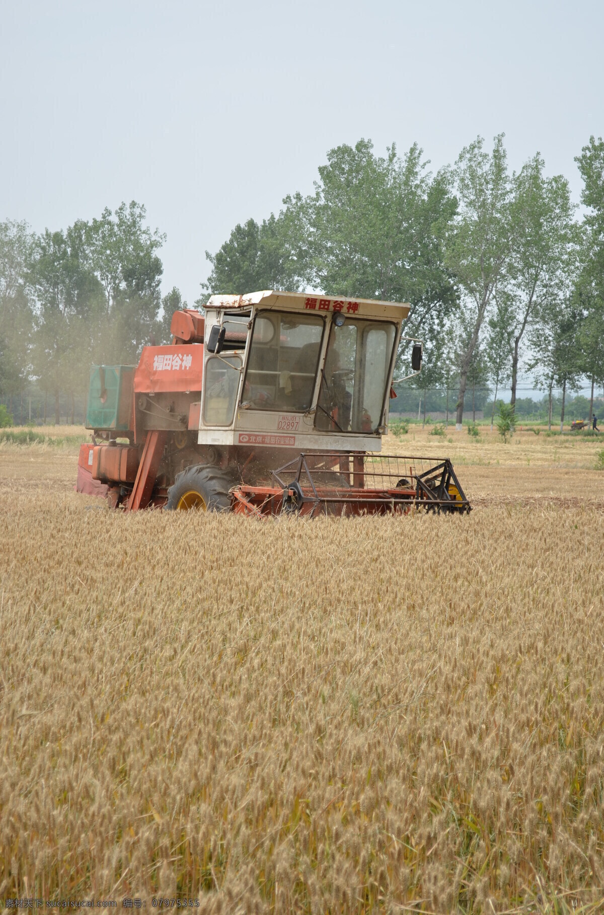 夏收 收割机 收割 小麦 成熟 土地 天空 晴天 树木 人 秸杆 红色 白色 金黄 农业生产 现代科技