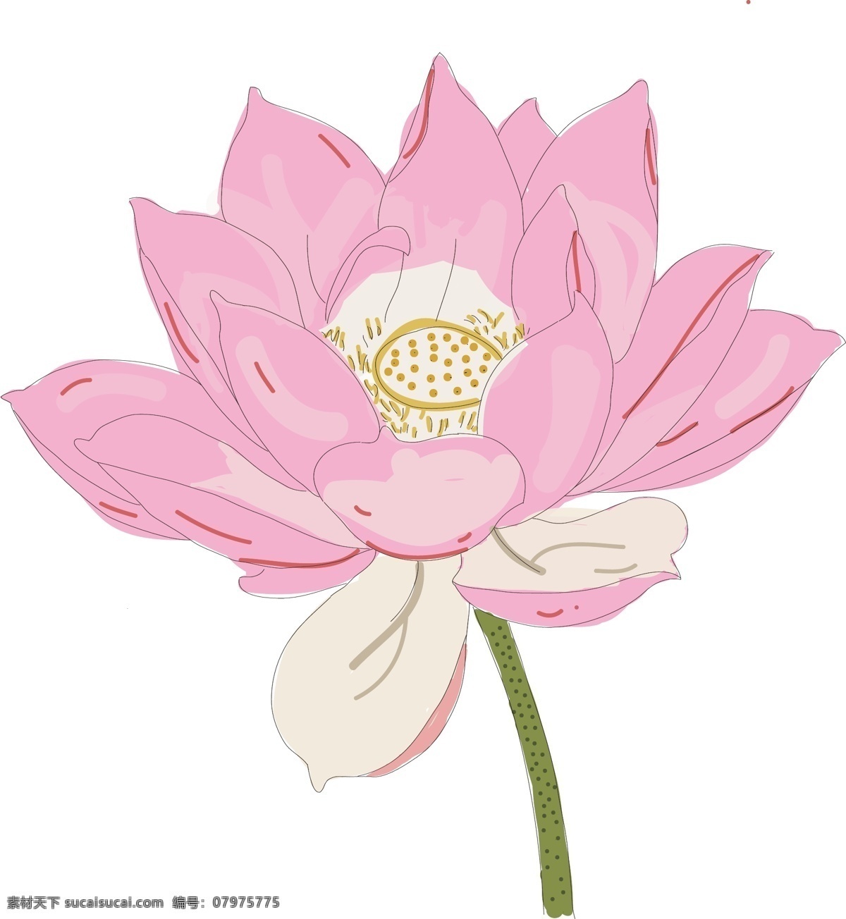 矢量 荷花 插画 矢量荷花 插画荷花 荷花素材 池塘荷花 花