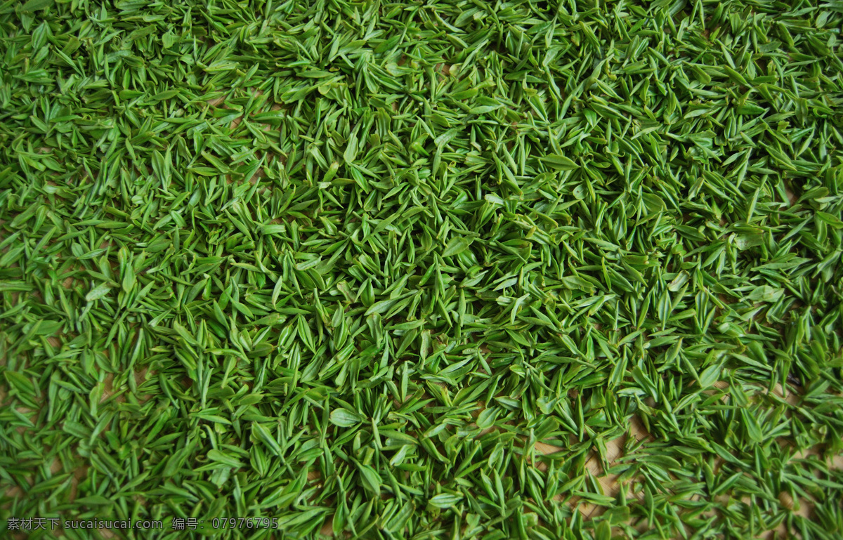 高清茶叶鲜芽 高清 茶叶 鲜芽 绿色