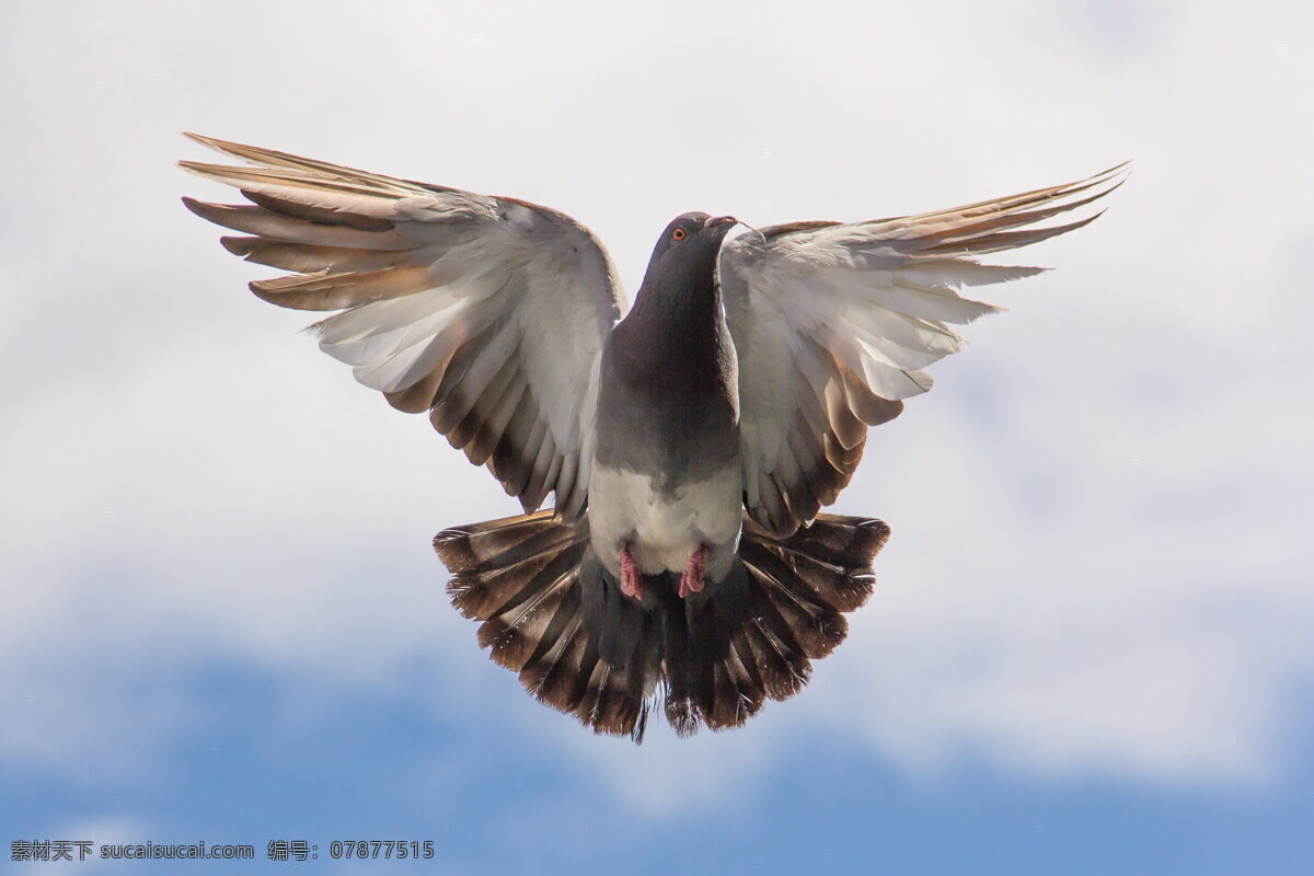 展翅 飞翔 鸽子 鸽子飞翔图片 飞翔的鸽子 鸽子图片 展翅飞翔