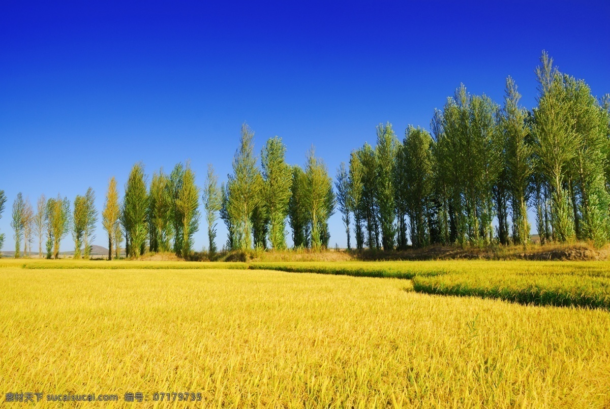 稻田风景 蓝天 白云 植物 树木 野外 美丽 稻田 自然景观 田园风光