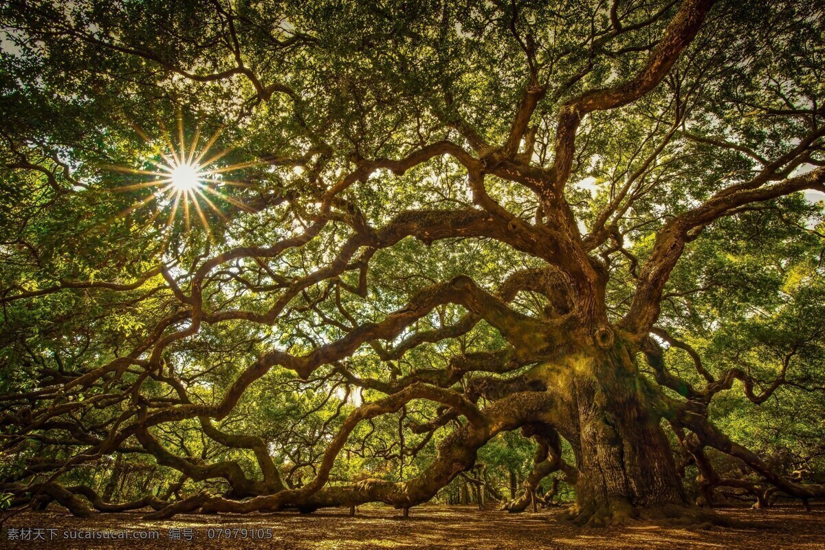 植物 阳光 艺术 百年老树 森林 生物世界 树木树叶