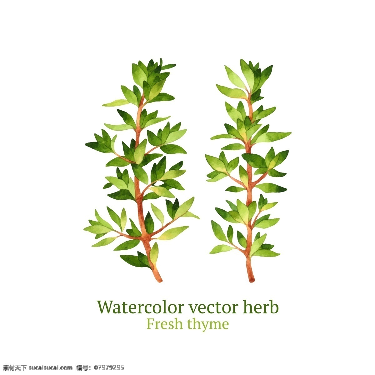 清新 时尚 手绘 水彩绘 叶子 艺术 植物 水彩 绘