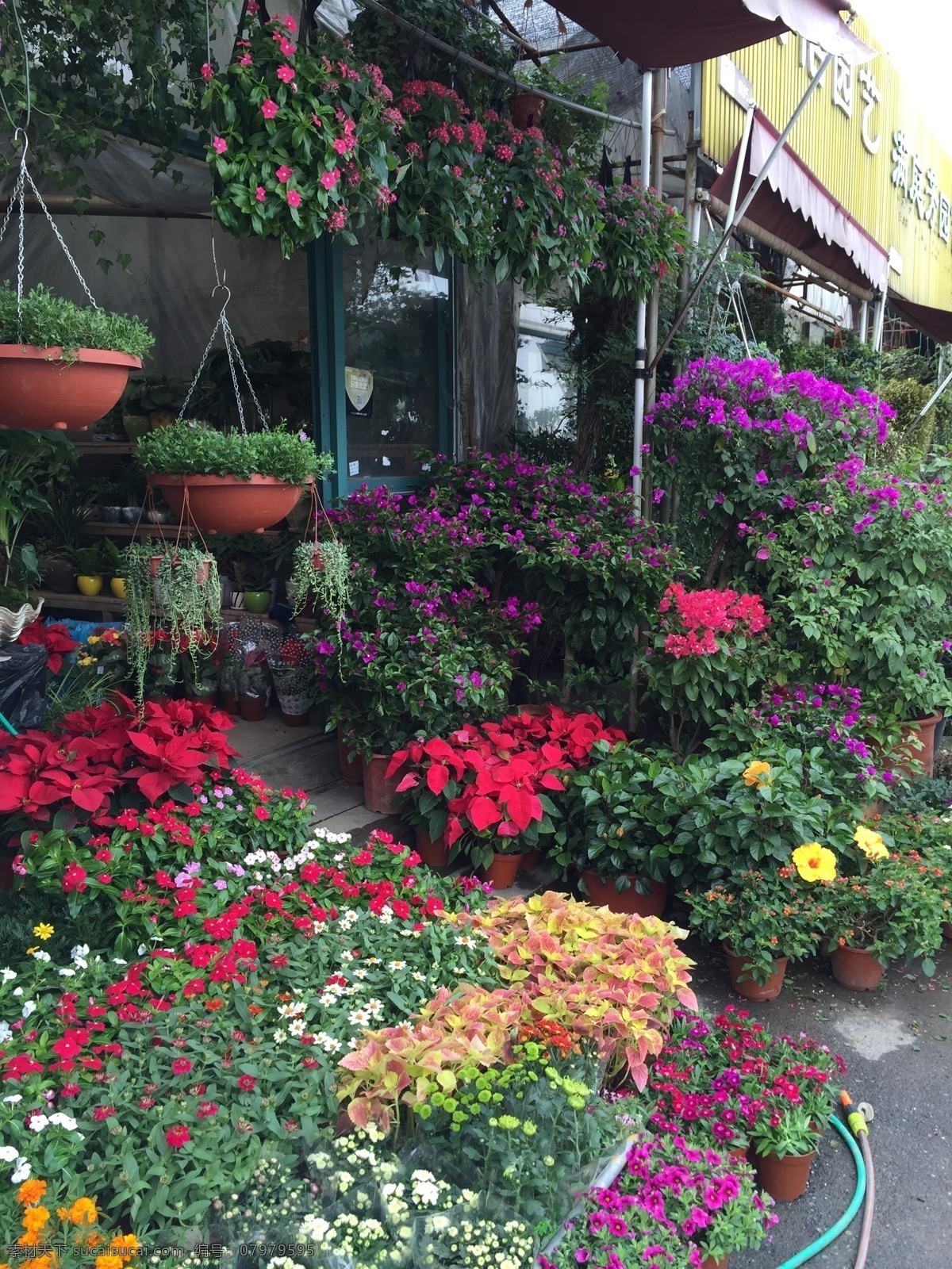花店 花鸟市场 盆栽 植物 花 鲜花 花艺 园林 风景 生物世界 花草