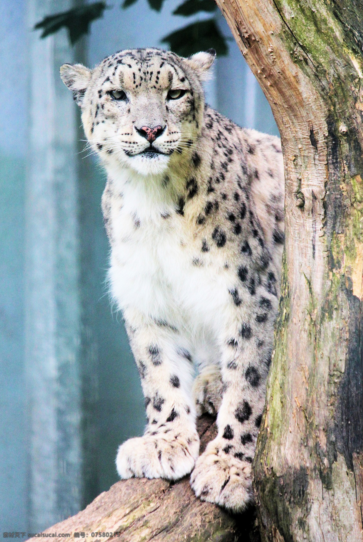 豹子 豹 panthera pardus 金钱豹 文豹 银钱豹 leopard panther 花豹 动物 猫科动物