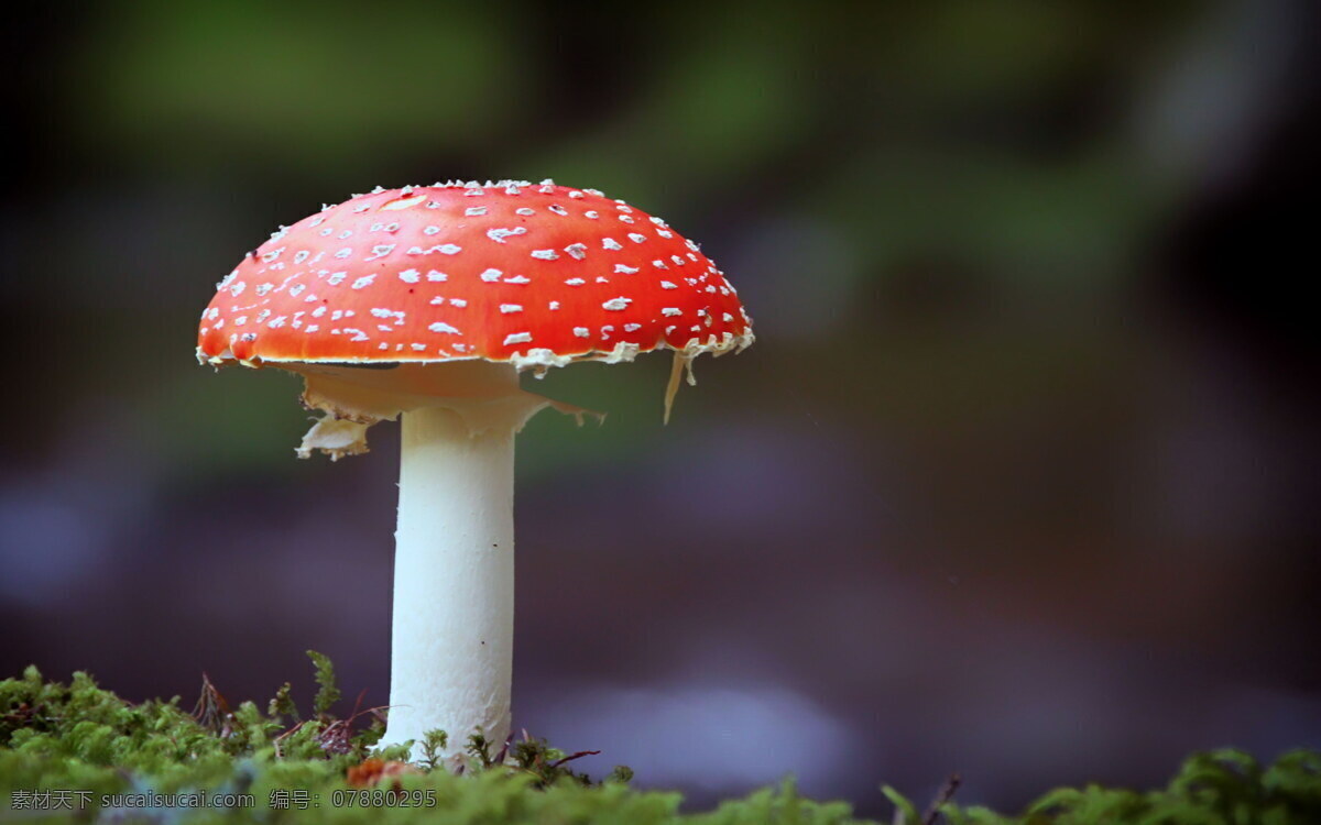 野生 红 菇 高清 红色蘑菇 飞木耳 红蘑菇 野蘑菇 小蘑菇