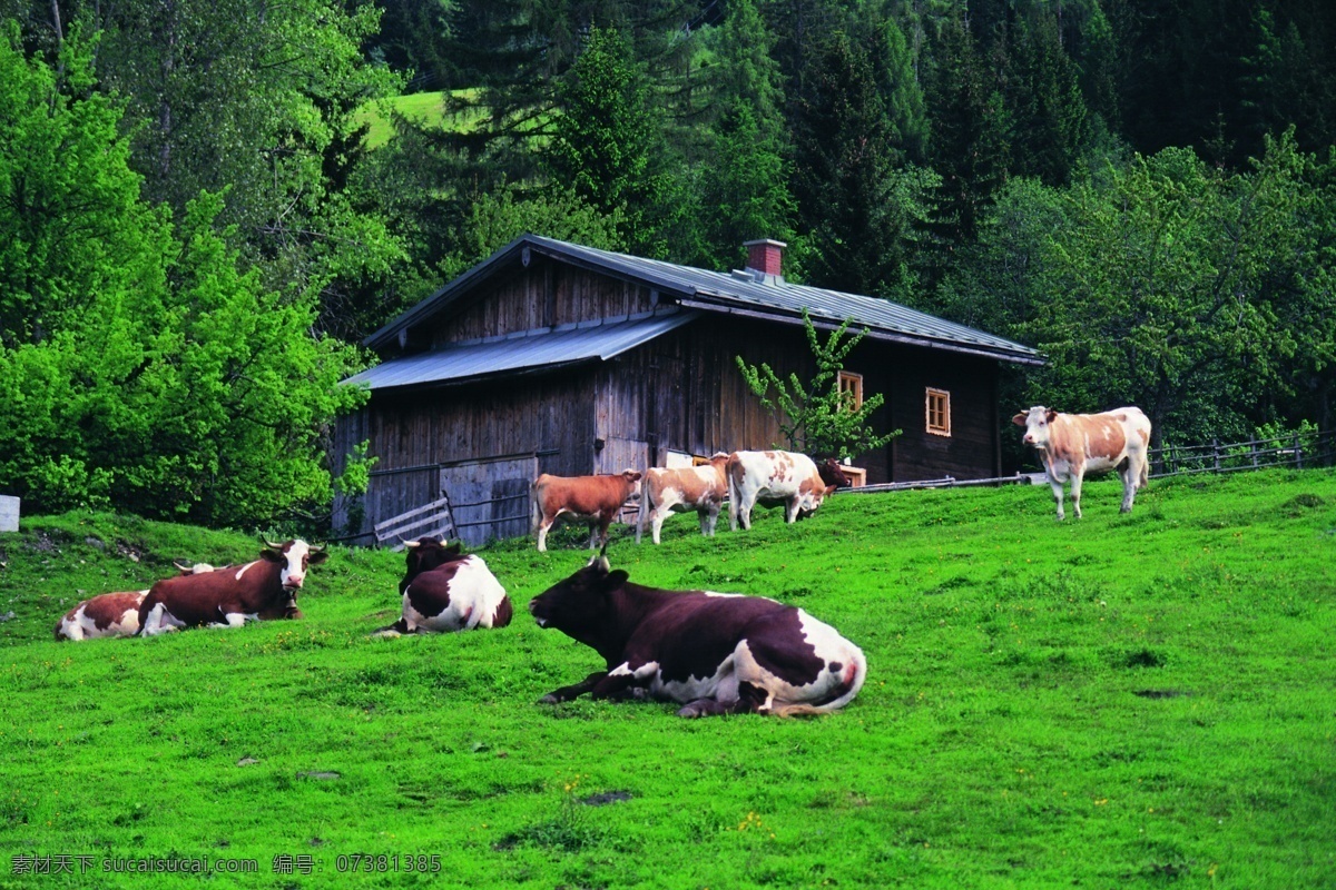农场牧畜 草地牧场 草地 牧场 各种动物 木屋 绿色 牛 奶牛 图素动植物类 生物世界 家禽家畜