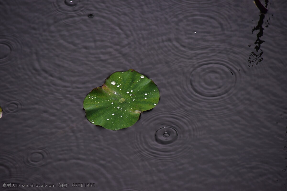 雨滴荷叶 绿色荷叶 雨滴 荷叶 莲叶 绿叶