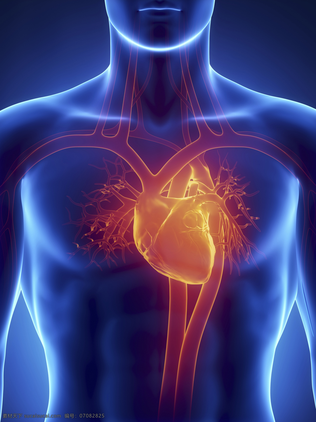 男性 人体 心脏 血管 器官 男性心脏器官 男性人体器官 医疗科学 医学 人体器官图 人物图片