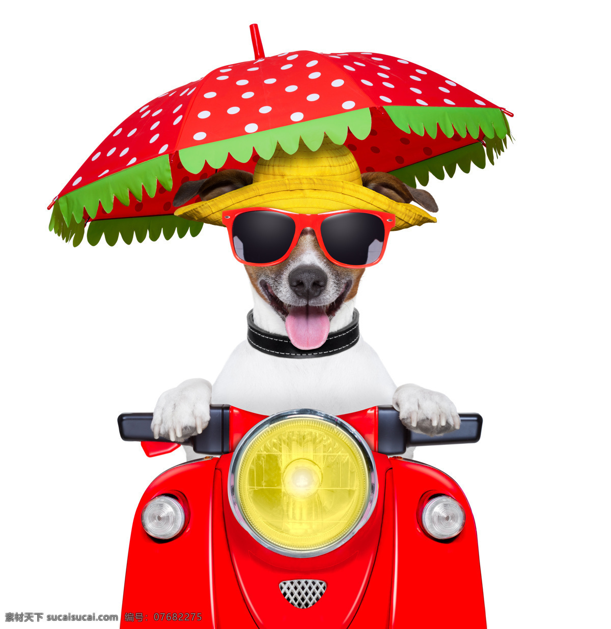 骑摩托的小狗 骑摩托 摩托车 创意摄影 广告摄影 广告大片 可爱宠物 小狗 狗狗 宠物狗 宠物摄影 家禽家畜 生物世界