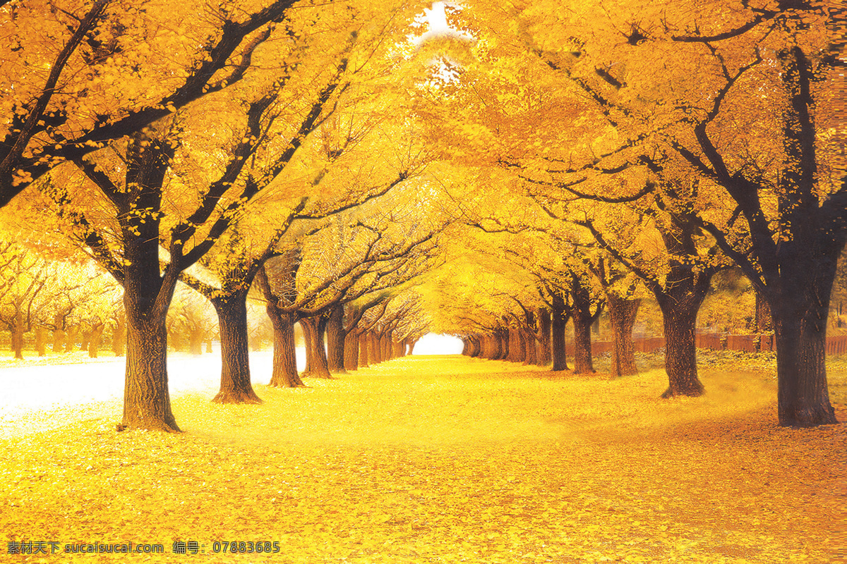风景 树林 黄金满地 风景图 秋天 黄色