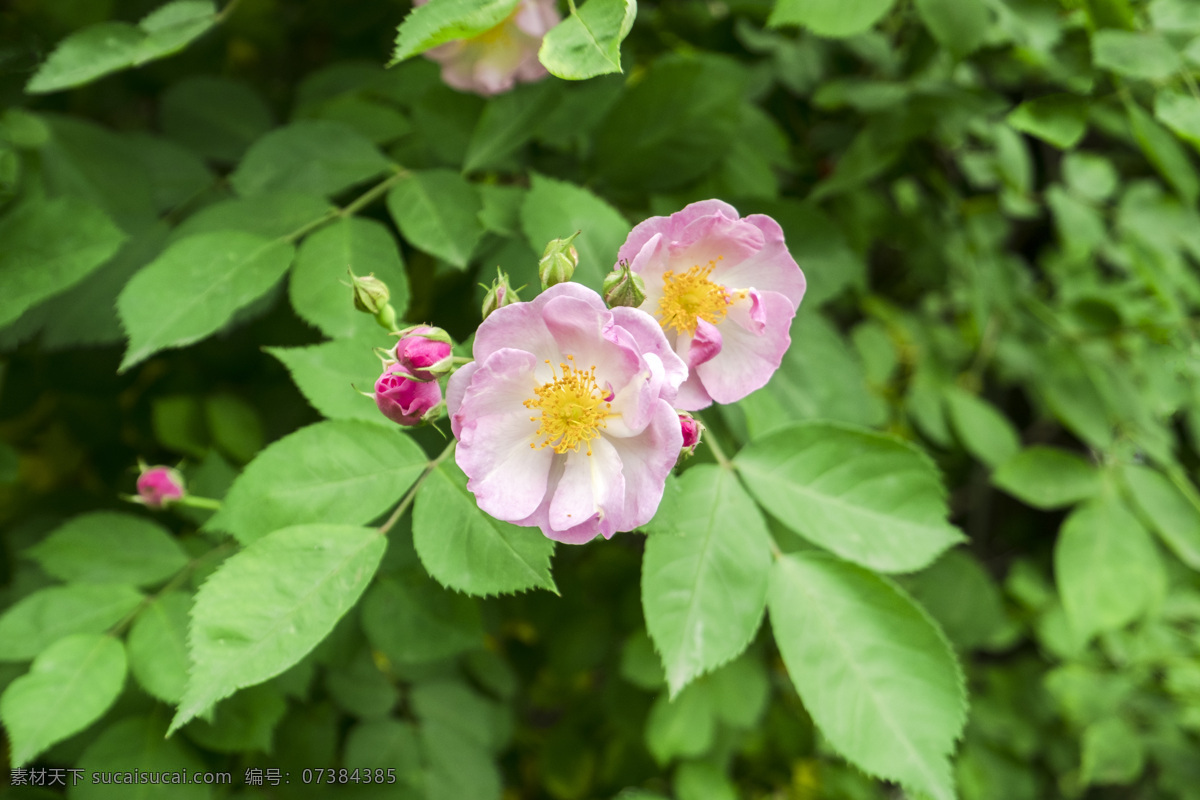 园林花草 园林景观 花园 花圃 白蔷薇 蔷薇花 蔷薇花丛 生物世界 花草