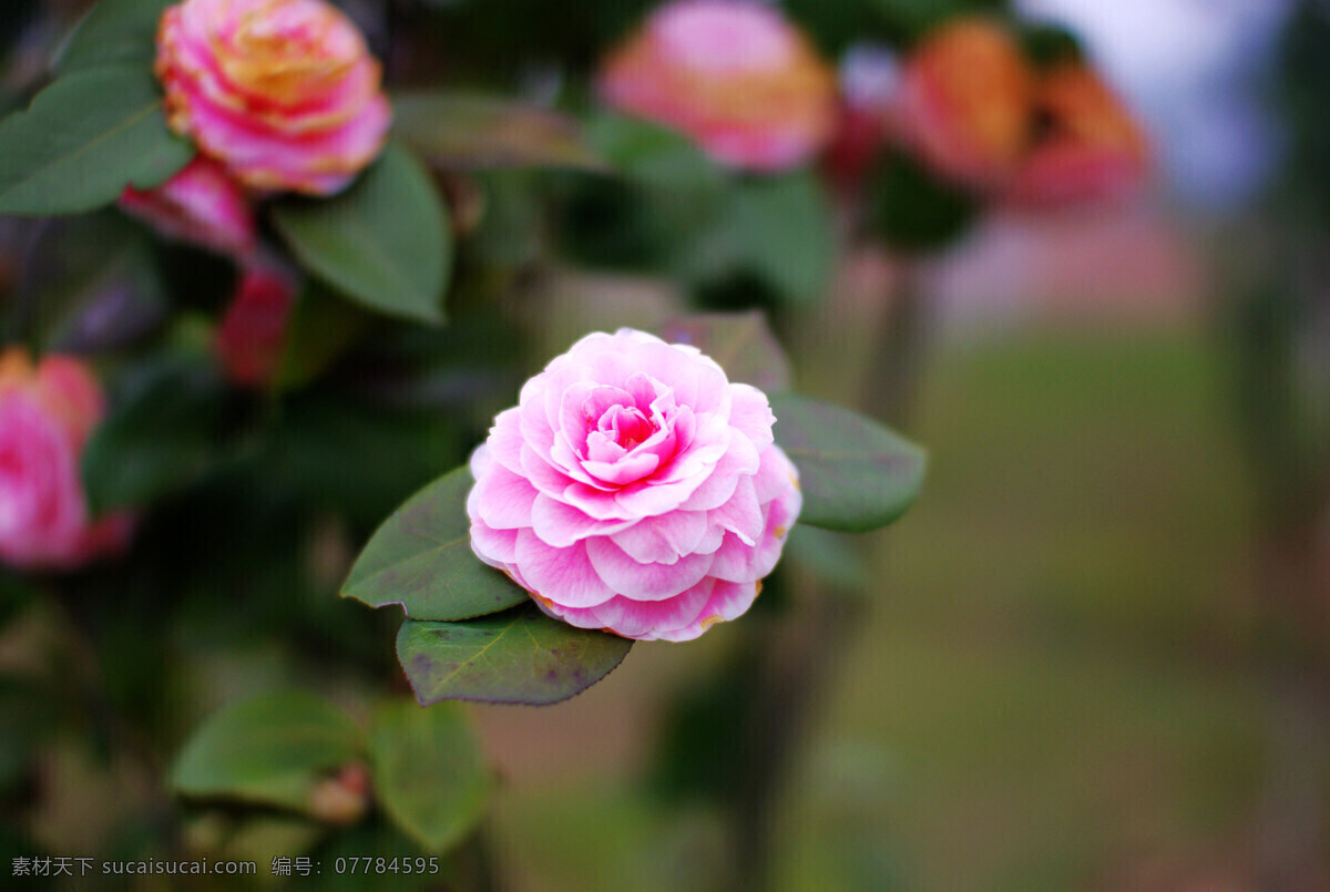 山茶花 茶花 春天 花草 花朵 绿色 生物世界 白里透红 psd源文件