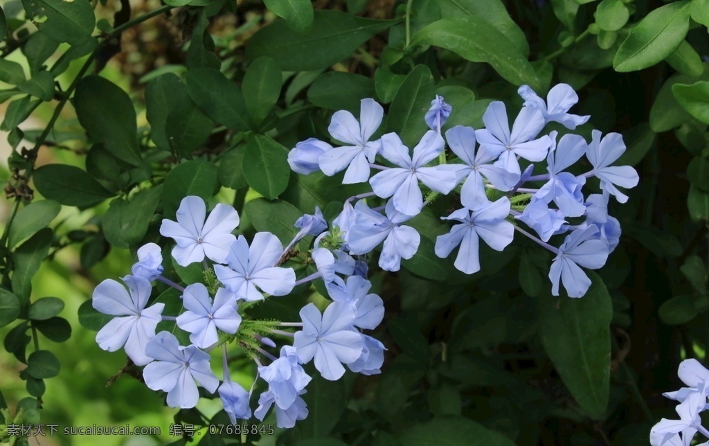 蓝雪花 蓝花丹 蓝雪丹 蓝茉莉 观赏花卉 花瓣 花朵 花儿 花草 花卉 花心 园林风景 绿化景观 花卉大观园 生物世界