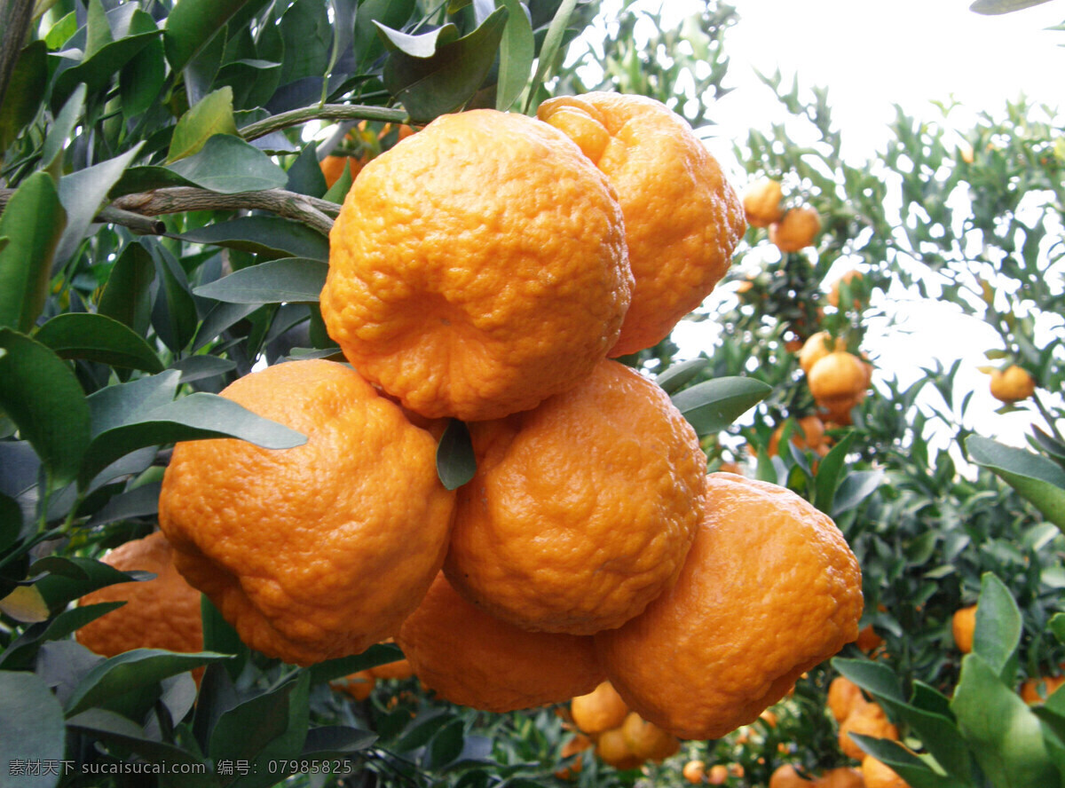 水果 丑柑 橘子 柑橘树 生活百科 生活素材