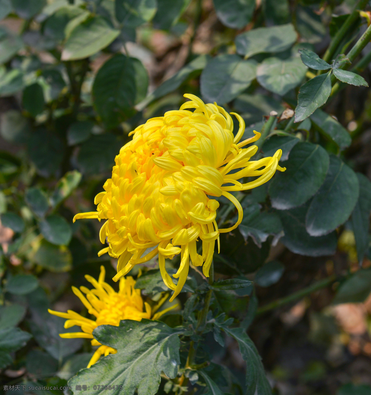 黄菊花 花径 绿叶 盛开 花朵 菊花朵朵 生物世界 花草 黑色