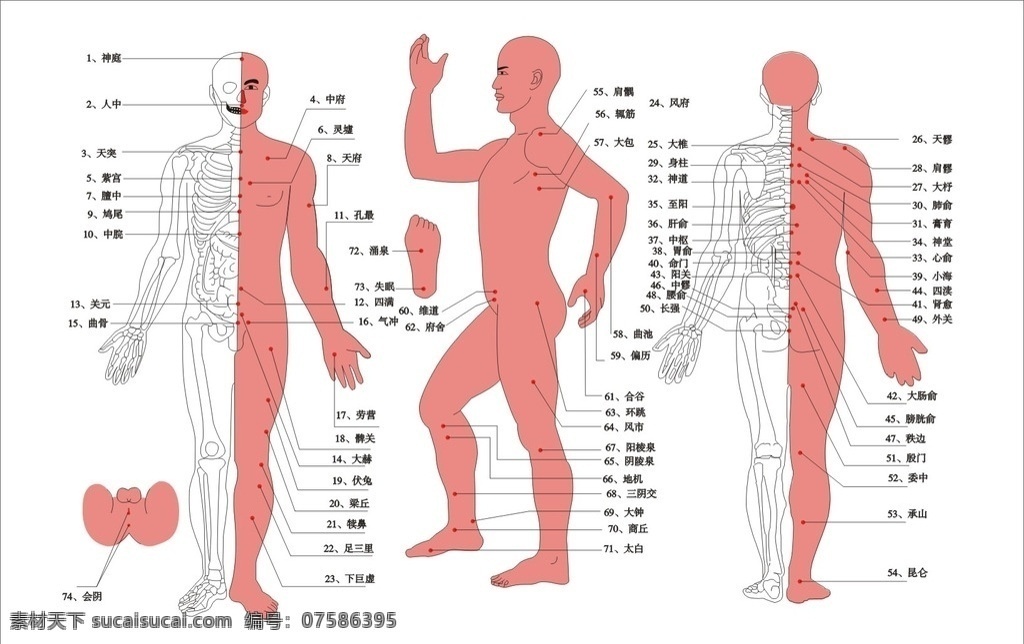 穴位图 矢量 人体穴位图 人体 传统文化 文化艺术