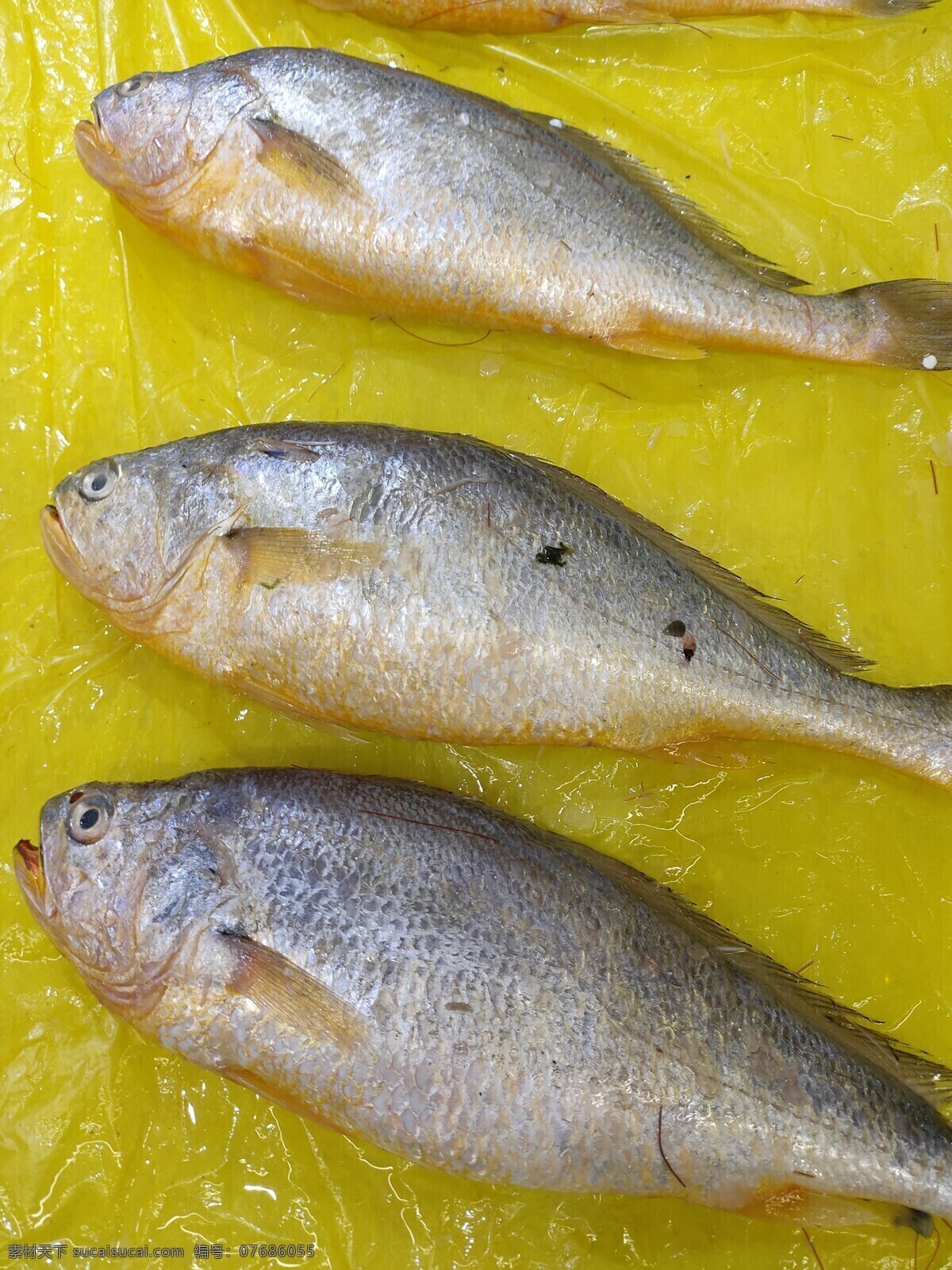 小黄鱼 鱼 虾 蟹 水产品 海鲜 海产品 美食 营养 食材 生物世界 鱼类