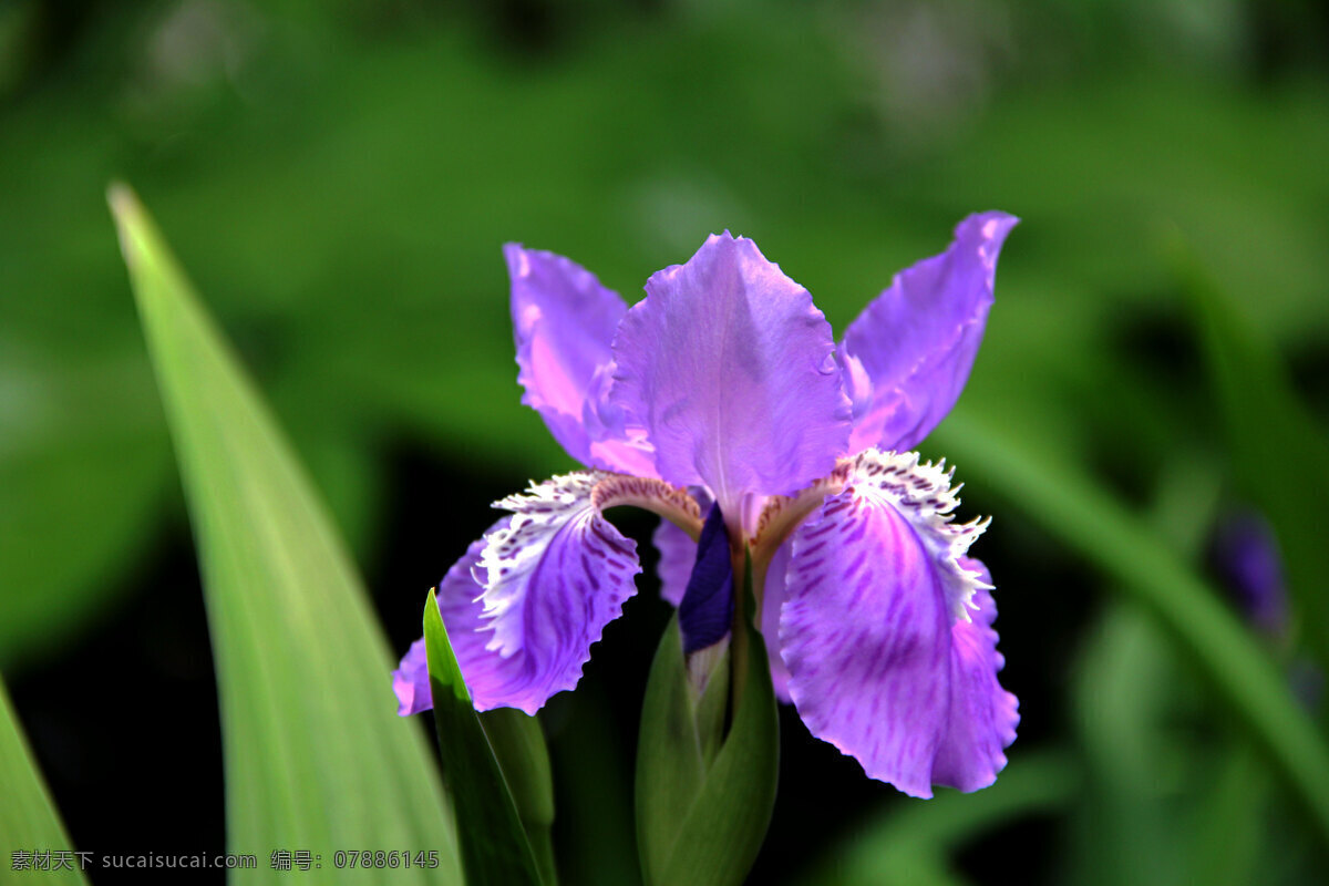 鸢尾花 紫色花 白色黄色花心 花蕾 绿叶 花草 生物世界