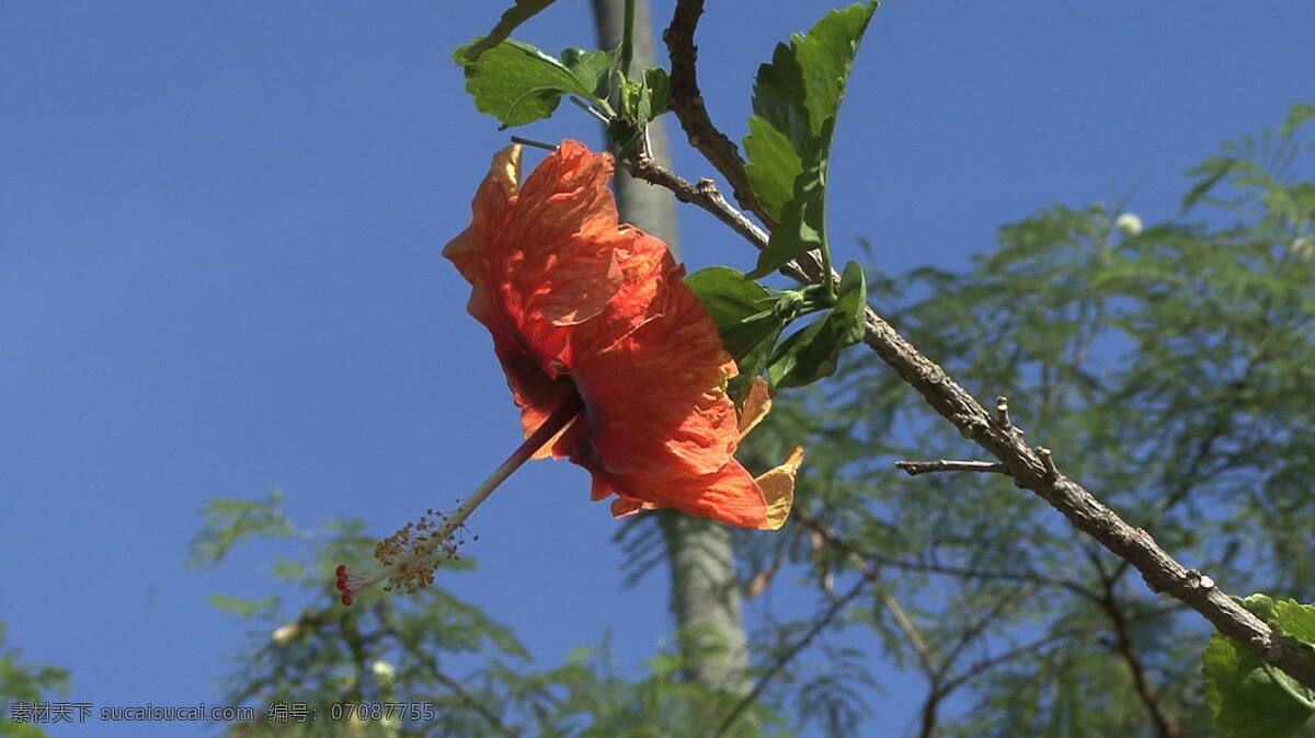 塔希提 橙 木槿花 股票 视频 花 植物学 植物 芙蓉 avi 灰色