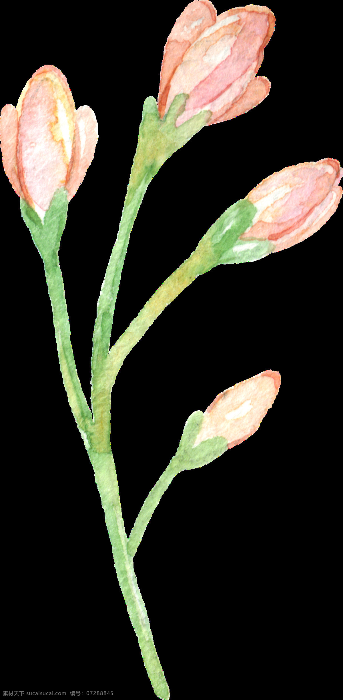 手绘 含苞待放 花朵 透明 花蕾 花枝 浪漫 节日 幸福 透明素材 免扣素材 装饰图片