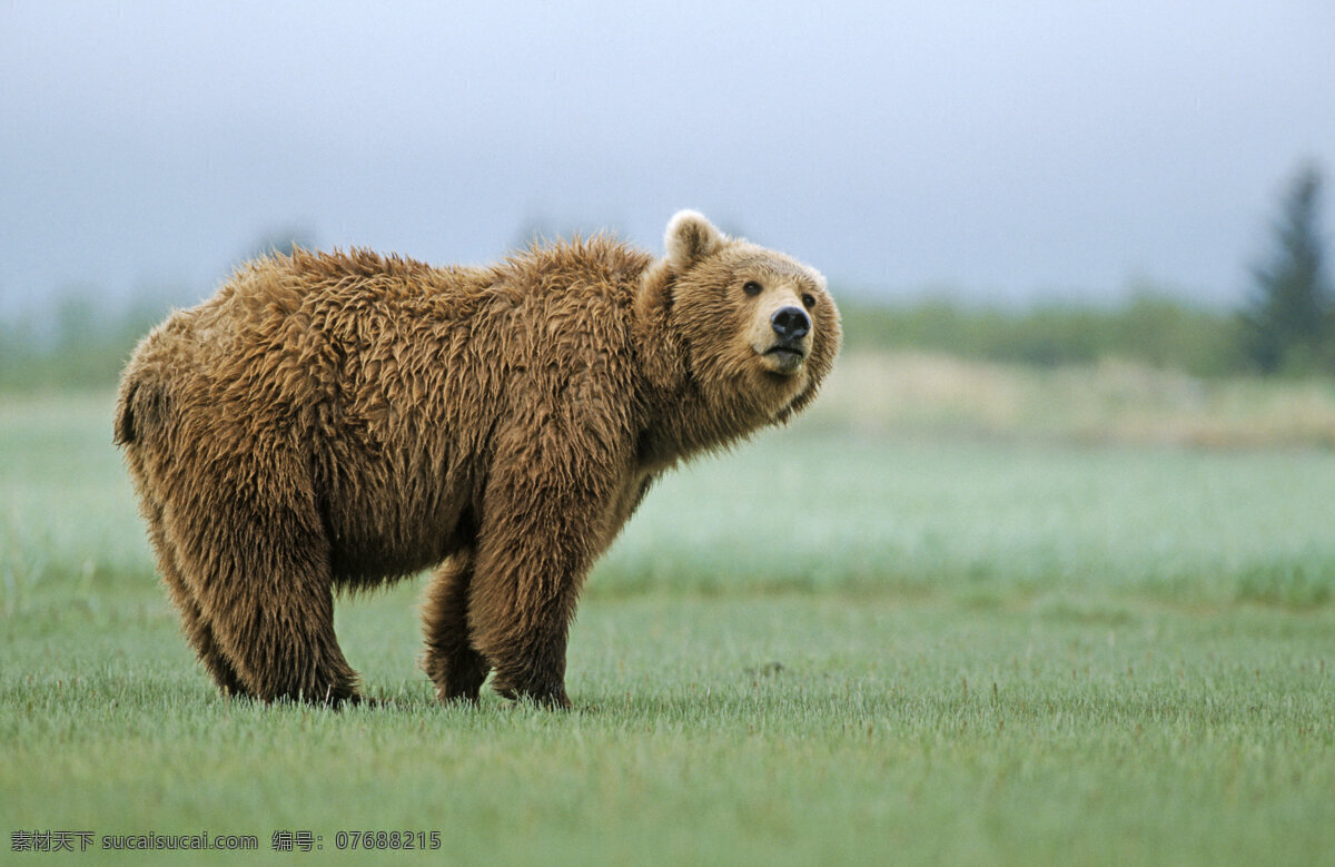 草地上的棕熊 脯乳动物 保护动物 熊 狗熊 棕熊 野生动物 动物世界 摄影图 陆地动物 生物世界 黑色