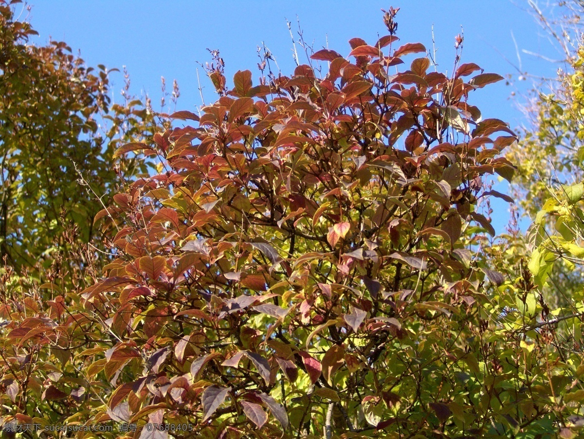 秋天 红色 树林 风景 美丽树林 大树 树木 树叶 花草树木 自然风光 秋季自然景色 秋天美丽风景 秋天风光 其他风光 风景图片