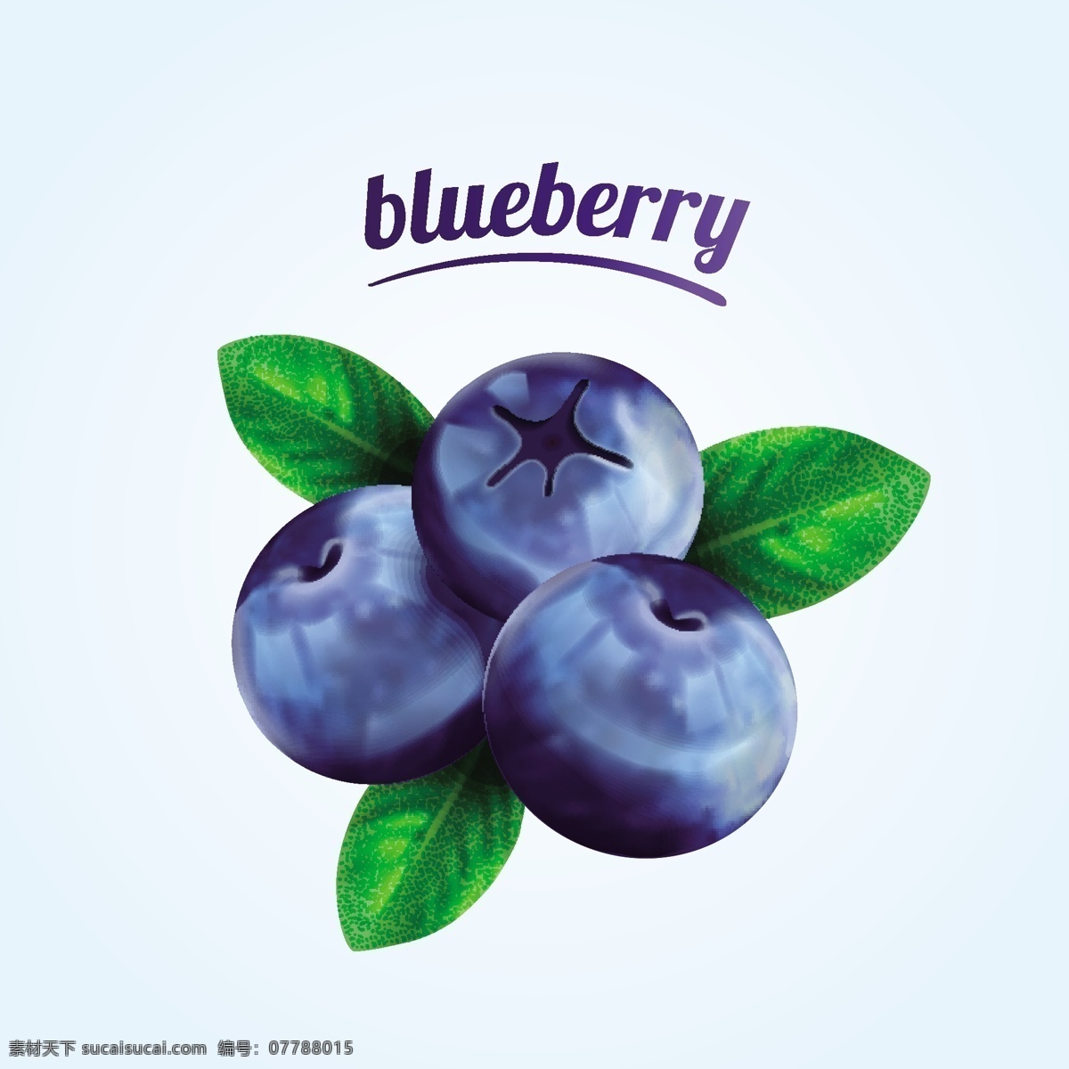 蓝莓 水果 新鲜 矢量 食品 食品蔬菜水果 生物世界