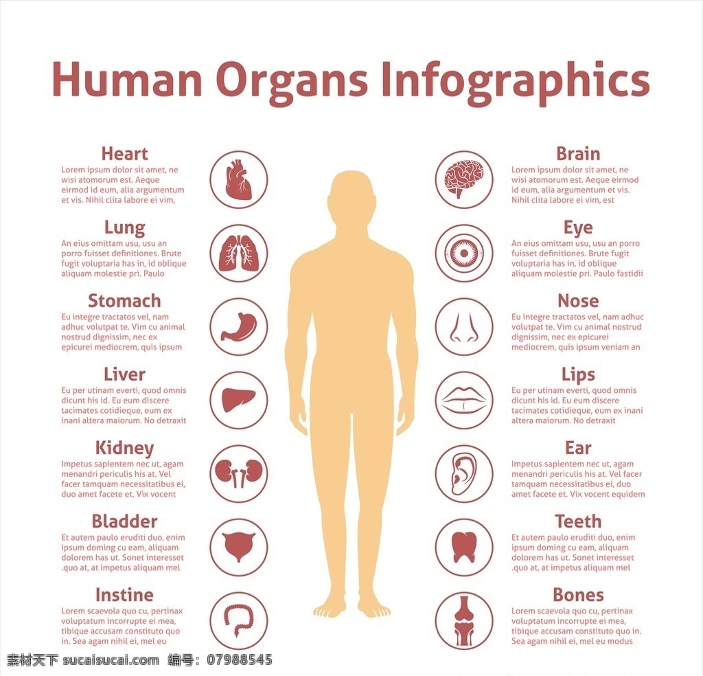 医学 人体 器官 图标 cion 身体 健康 全身器官 医疗 医药 插图 插画 icon 标志图标 其他图标