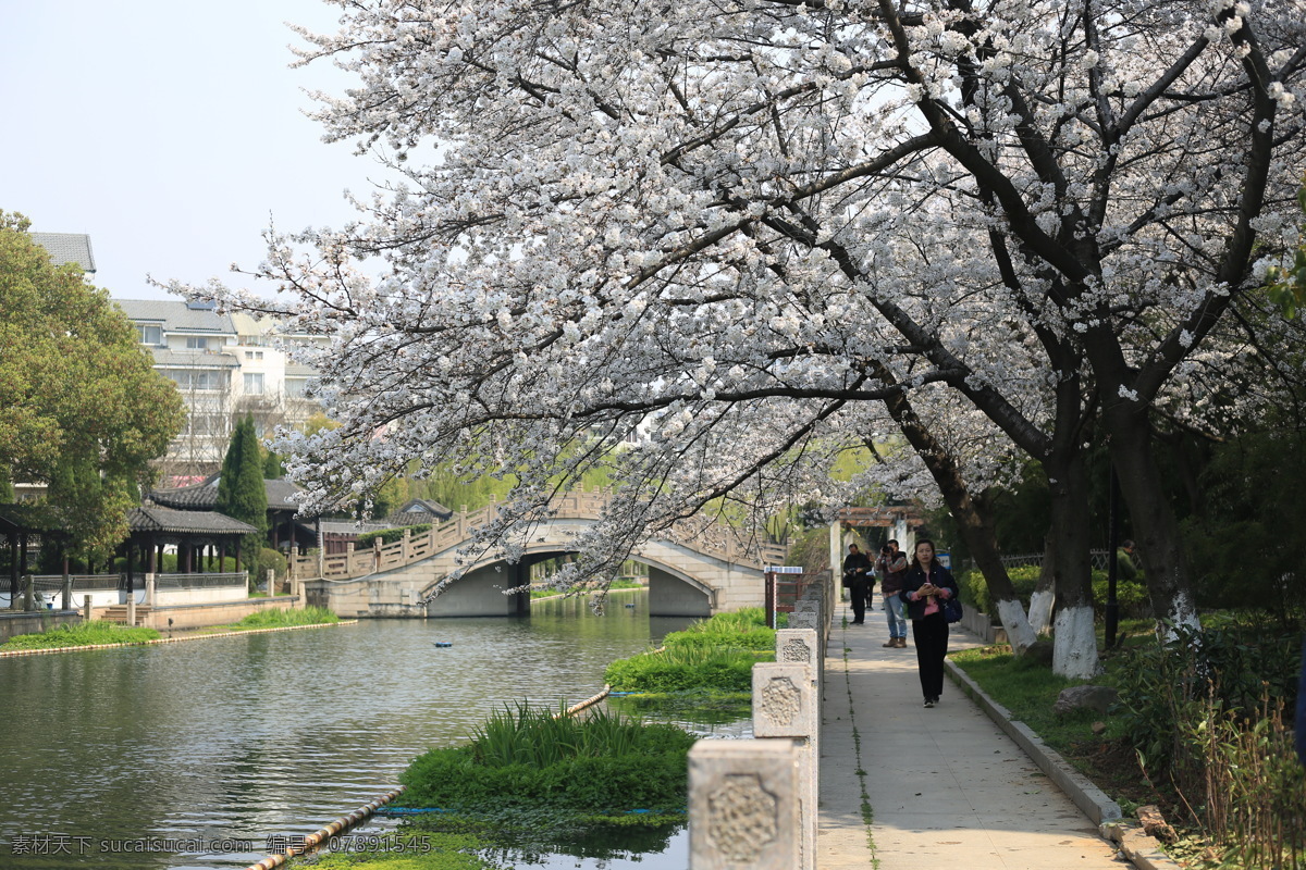 樱花树 樱花 树 春天 自然 美丽 赏花 开花 阳光 花园 花瓣 绽放 风景 生物世界 花草
