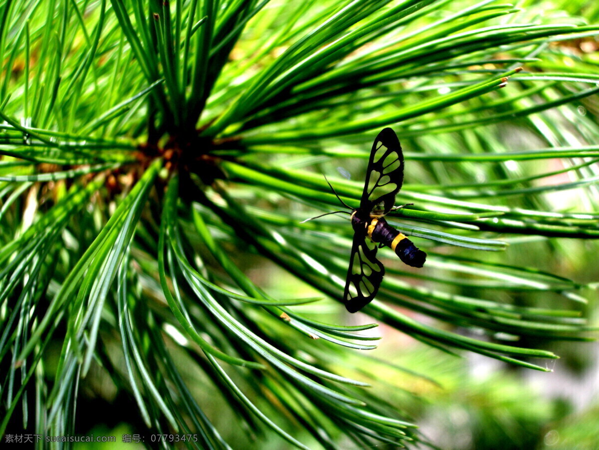 飞翔 昆虫 生物世界 松树 松针