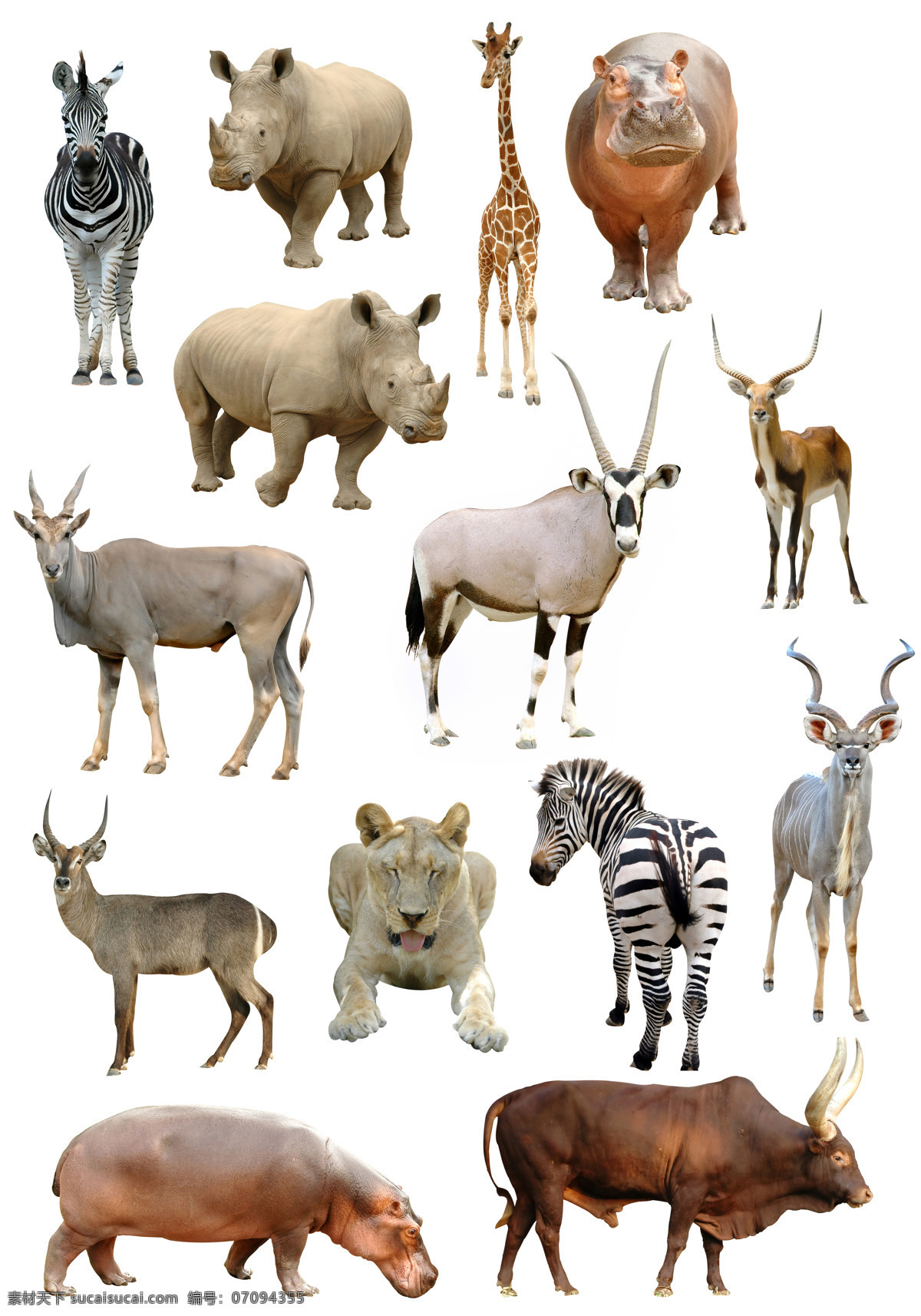 非洲野生动物 非洲动物 狮子 河马 大羚羊 犀牛 斑马 羚羊 野生动物 生物世界
