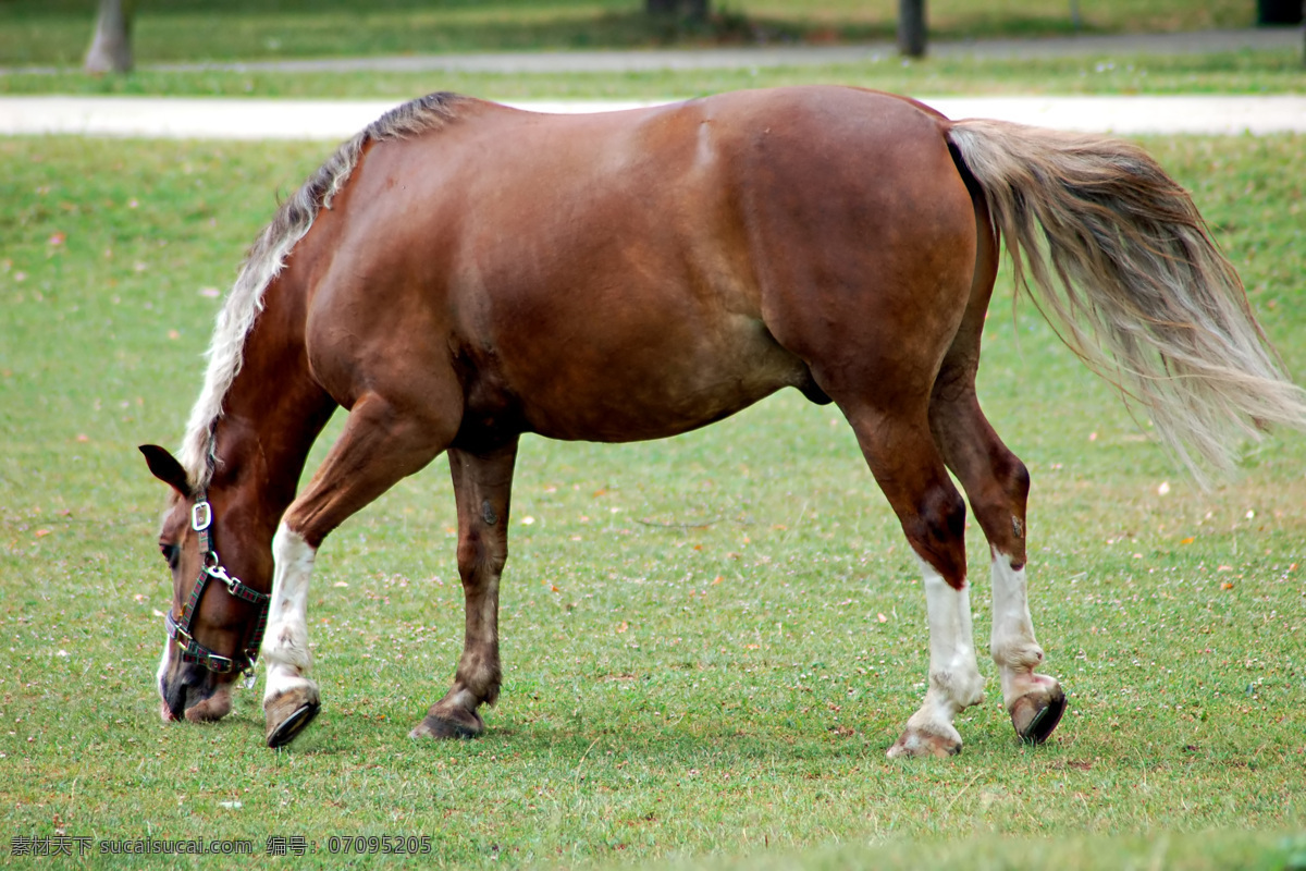 高清 马场 里 吃 草 马儿 马匹 棕色的马 吃草 草坪