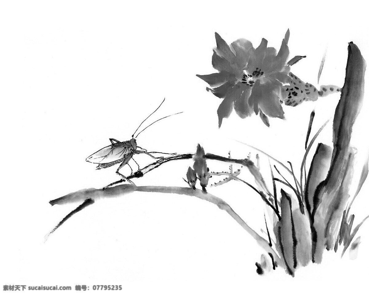 水墨国画 背景 虫子 花朵 白色