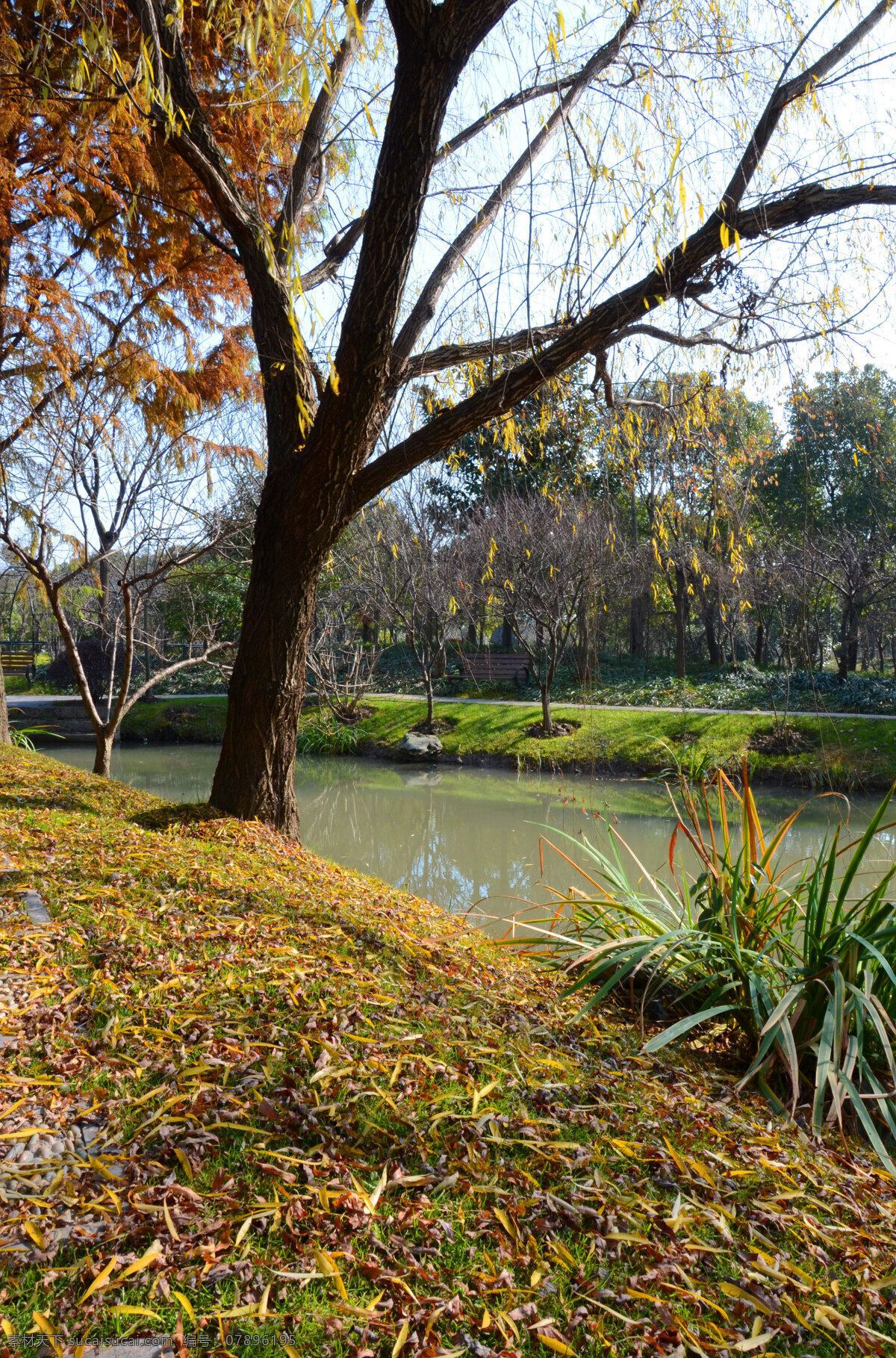 公园秋意 河边草地 河岸落叶 秋日美景 树与河 风景 生物世界 树木树叶