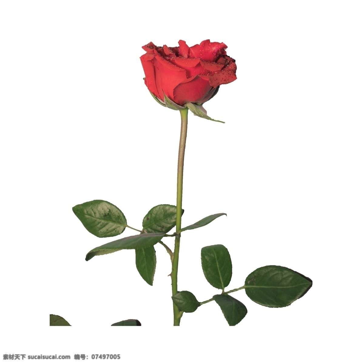 玫瑰花 免 抠 红色 红玫瑰 鲜花 花卉 植物 爱情 情人节 红玫瑰免抠 花 实物 拍摄