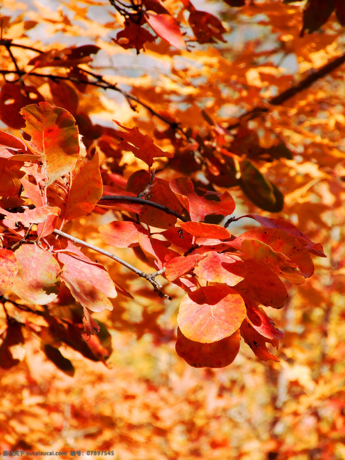 红叶林 红叶 叶子 树叶 枫叶 枫树 树干 树木 秋景 生物世界 树木树叶