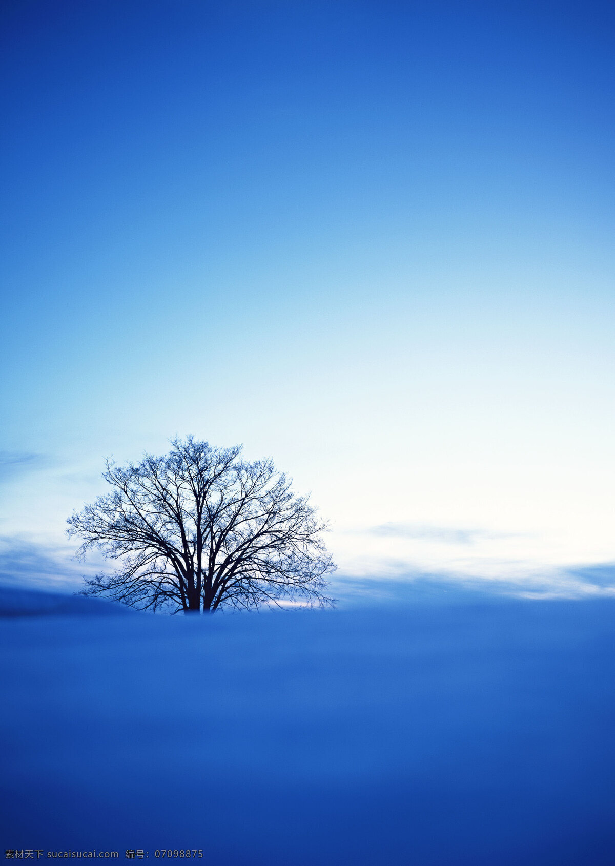 雪地 里 颗 树 自然 风景 书 天空 空旷 白云 一个树 安静 蓝色 唯美 花草树木 生物世界