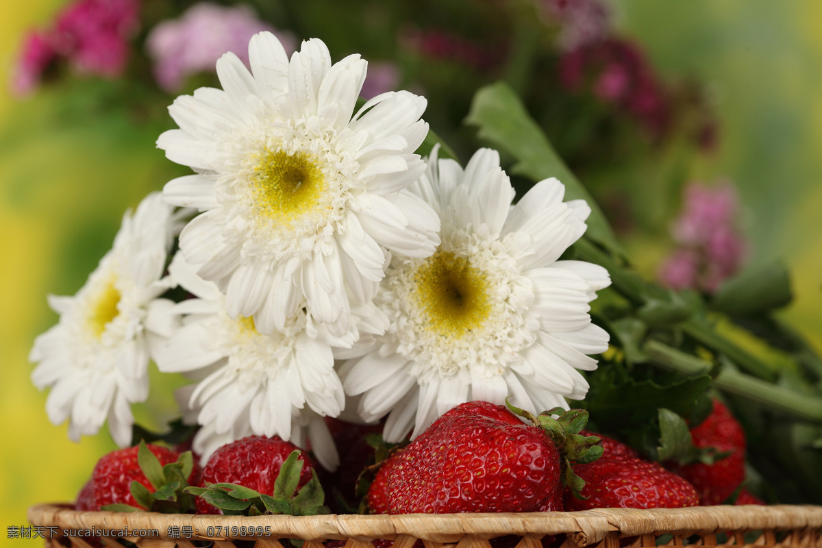 白色 菊花 草莓 水果 雏菊 植物花朵 美丽鲜花 漂亮花朵 花卉 鲜花摄影 花草树木 生物世界 黑色