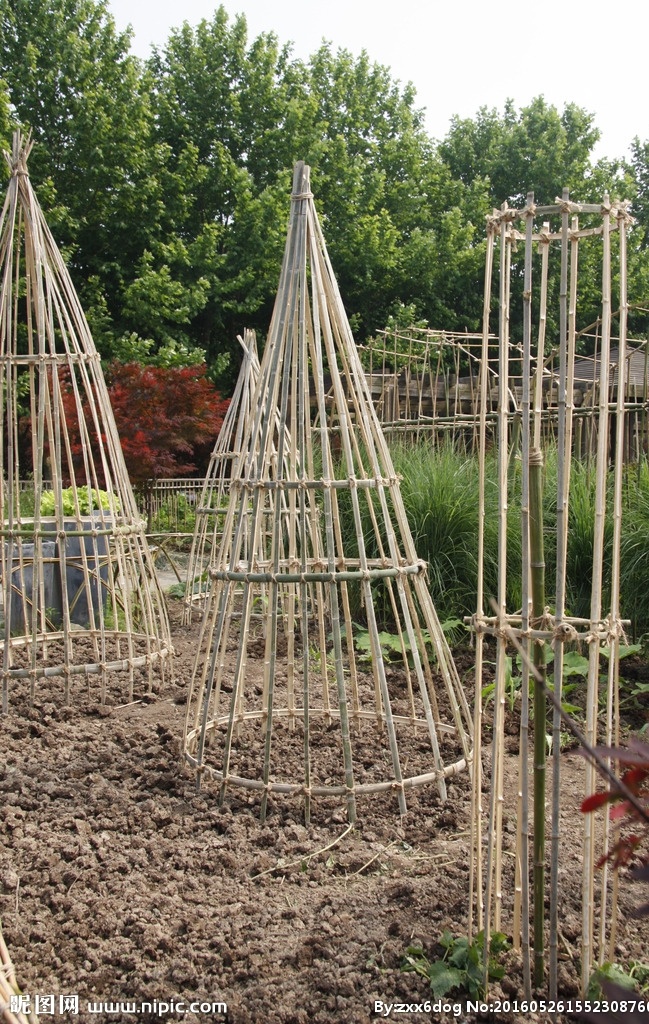 爬藤植物 菜园 世纪公园 菜园植物 爬藤架子 城市设计 建筑园林 园林建筑