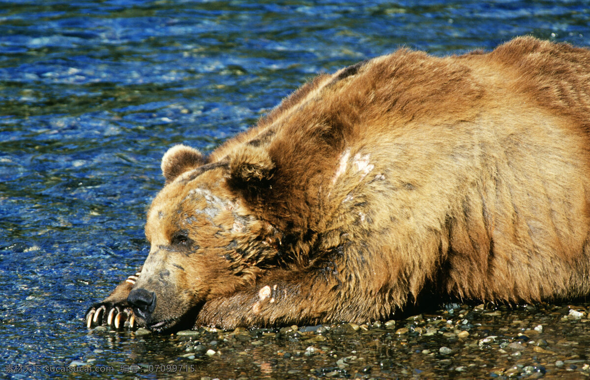 大棕熊摄影 脯乳动物 保护动物 熊 狗熊 棕熊 野生动物 动物世界 摄影图 陆地动物 生物世界 黑色