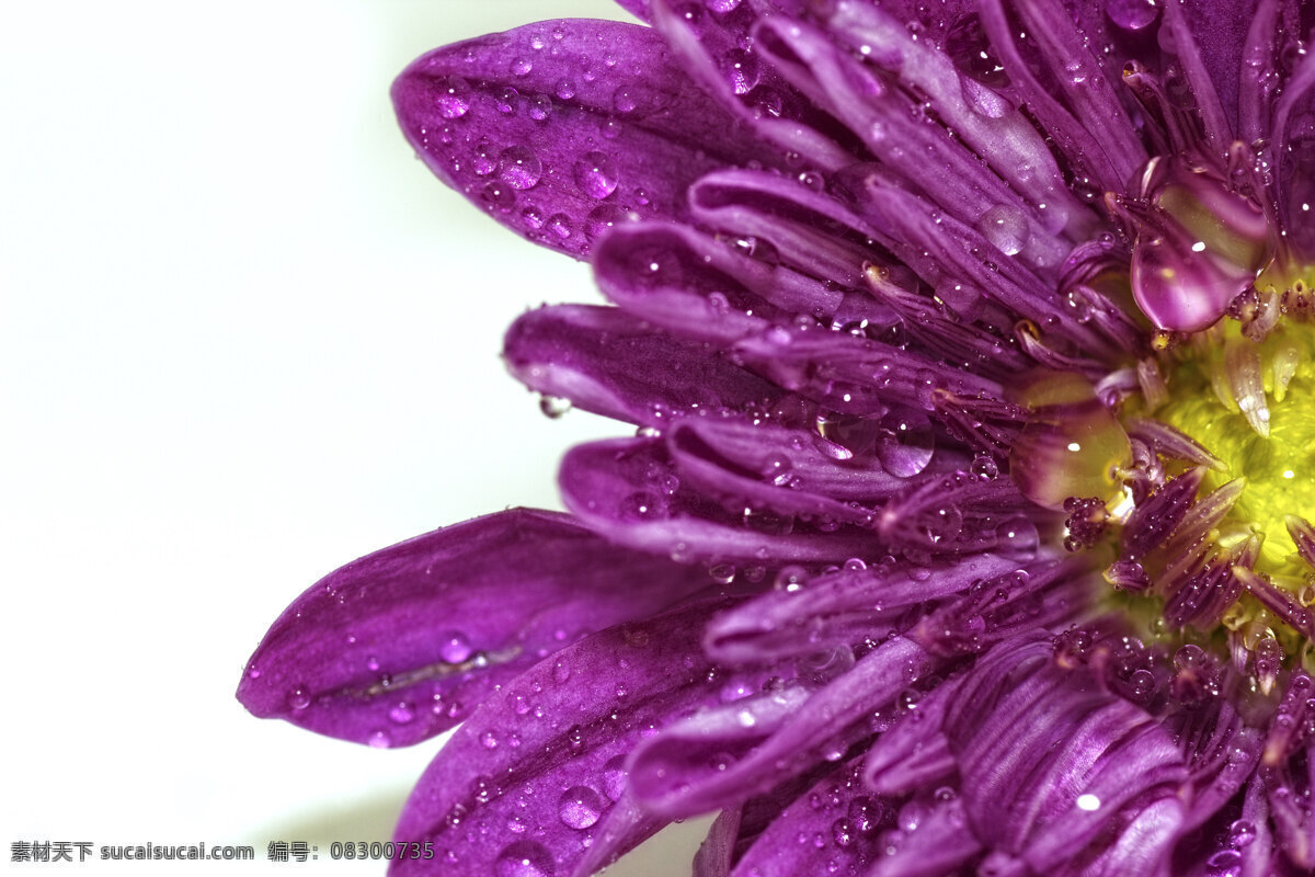 水滴 花卉 背景 白色