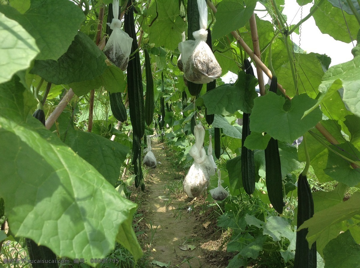 丝瓜 瓜 生物世界 蔬菜 丝瓜地 丝瓜种植 丝瓜种植基地 风景 生活 旅游餐饮