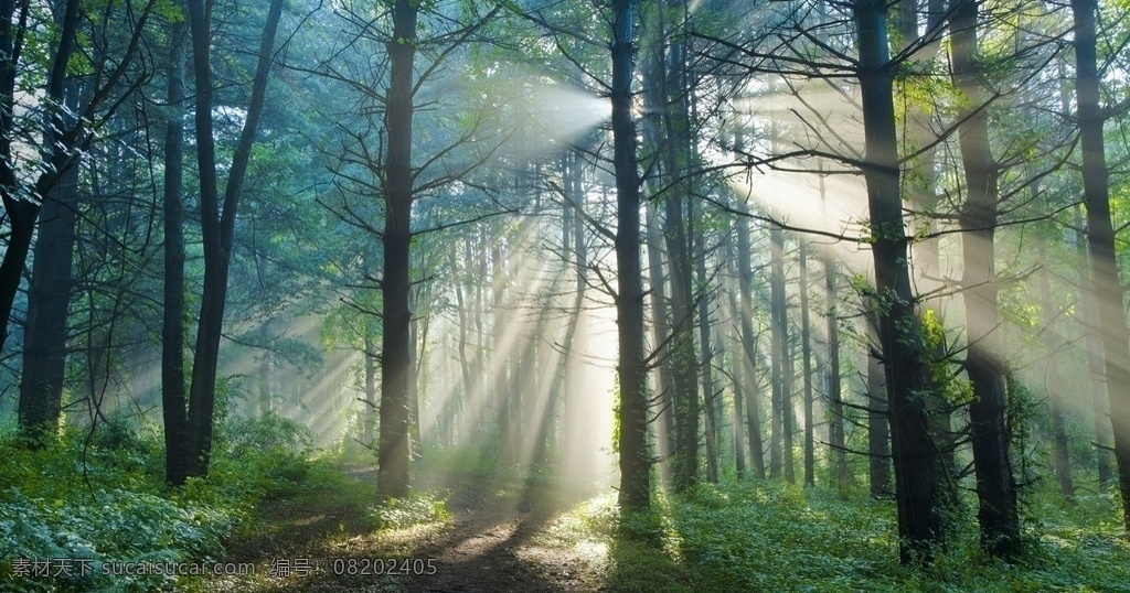 晨起的森林 森林 早晨 光束 背景 梦幻 树林 山水风景 自然景观