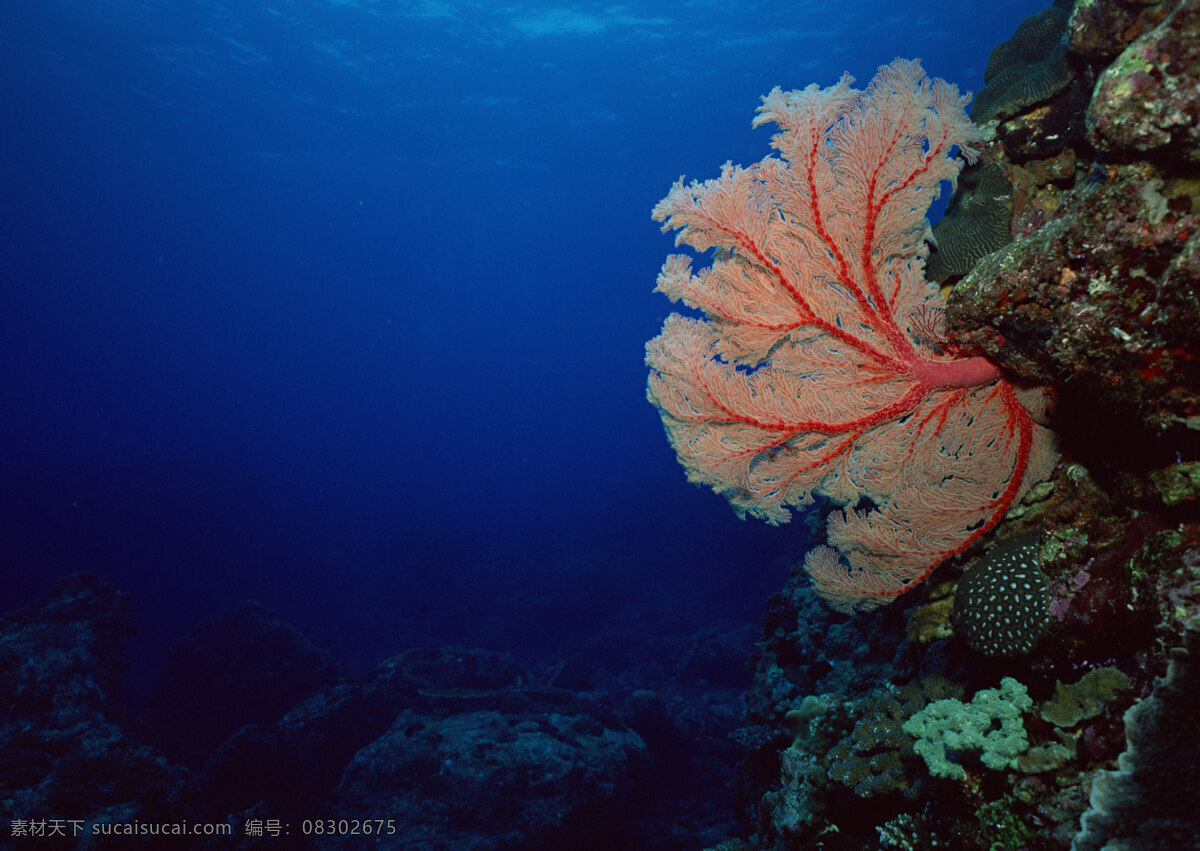 海底 海底世界 海水 海洋 海洋生物 海藻 潜水 珊瑚 奇妙 世界 自然风景 自然风光 自然景观 各种鱼类 摄影图库 生物世界
