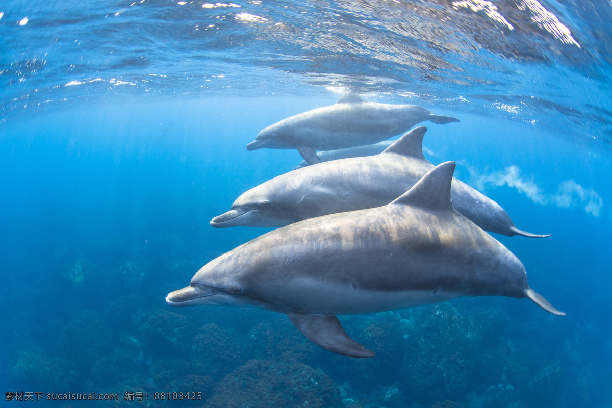 海豚 动物 海洋生物 大海 保护动物 野生动物 生物世界 鱼类