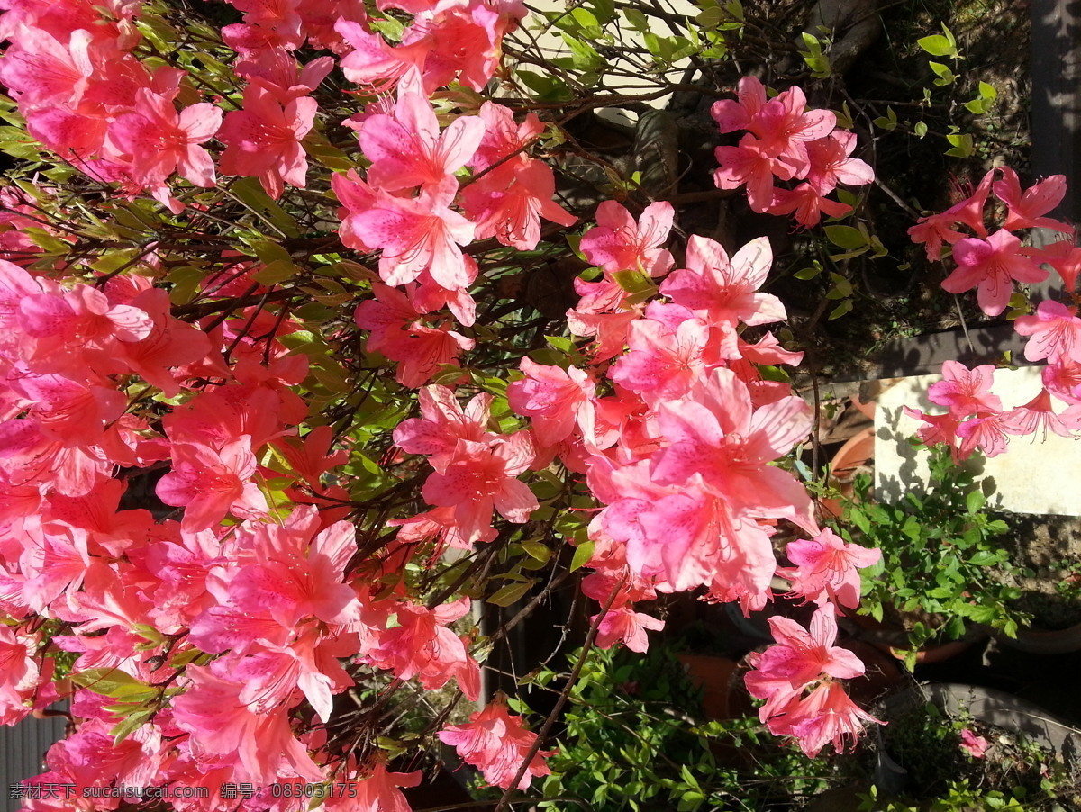杜鹃花 春天 花草 花朵 生物世界 明丽 花儿系列 psd源文件