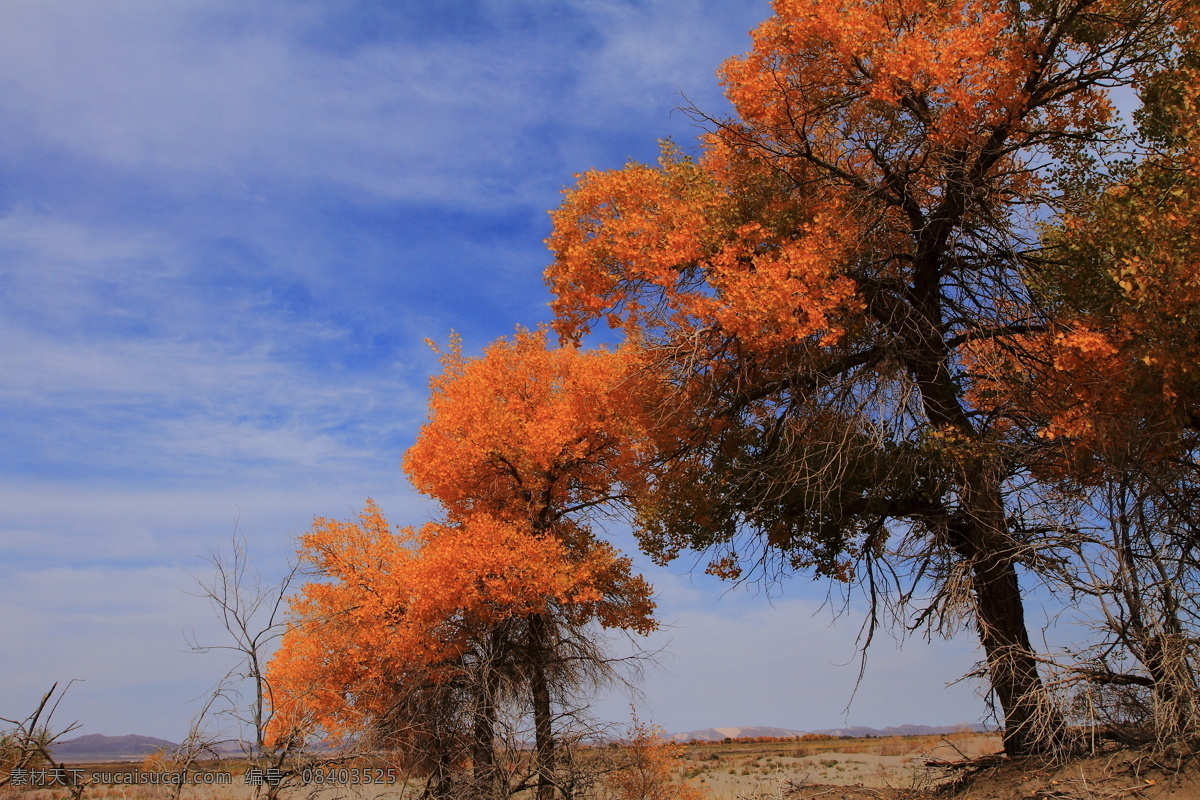 额济纳胡杨林 戈壁 沙漠 胡杨 树木 黄沙 自然景观 自然风景