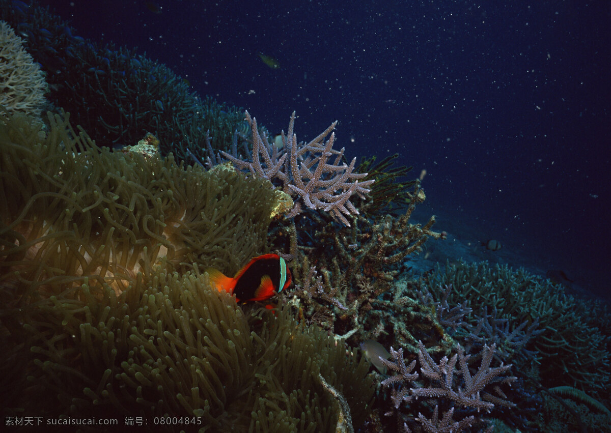 海洋生物图片 自然风景 自然风光 自然景观 海水 海洋 珊瑚 海底世界 海洋生物 海底 潜水 鱼群 鱼 摄影图库